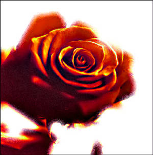 20061214132722-rose-rouge.jpg.w300h304.jpg