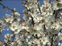 20080305145601-2003-almendroenflor.jpg