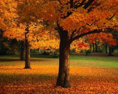 20091118121758-herbst-2009.jpg